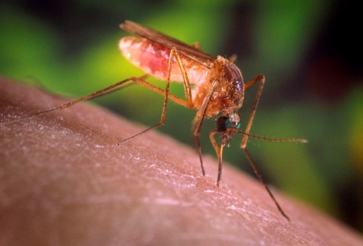 Yunanistan'da Batı Nil Virüsü Vakaları Artarken Ölü Sayısı 19'a Yükseldi