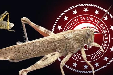 Bakanlıktan “Çekirge İstilası” İddialarına Net Yanıt